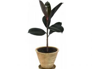 Ficus Black Prince (Ficus Black Prince) gondozás, szaporítás és az átültetést