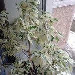 Ficus negru prinț de îngrijire la domiciliu și fotografii, pot păstra casa și de reproducere, de unde să cumpere