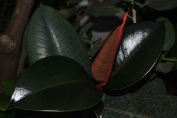 Ficus prințul elastic negru