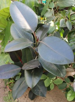 Ficus printul elastic negru