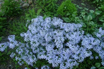 Phlox - ültetés és tenyésztési, gyökerek, a talaj, a világítás, a gondozás, locsolás