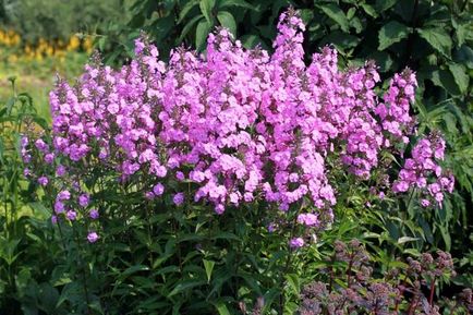 Phlox - ültetés és tenyésztési, gyökerek, a talaj, a világítás, a gondozás, locsolás