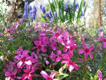 Phlox - ültetés és tenyésztési, gyökerek, a talaj, a világítás, a gondozás, locsolás