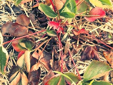 Fusarium infecție wilt de căpșuni trăiesc în sol