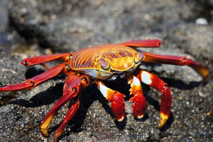 Insulele Galapagos - experiența de a cumpăra o croazieră