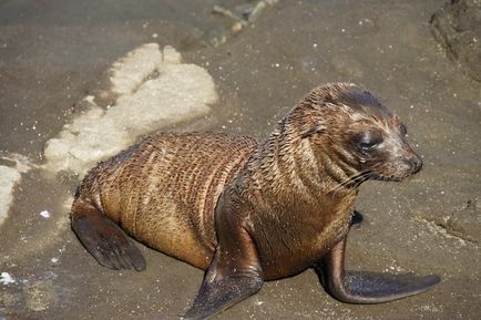 Insulele Galapagos - experiența de a cumpăra o croazieră