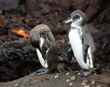 Insulele Galapagos - experiența de a cumpăra o croazieră