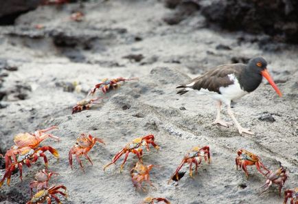 Insulele Galapagos - experiența de a cumpăra o croazieră