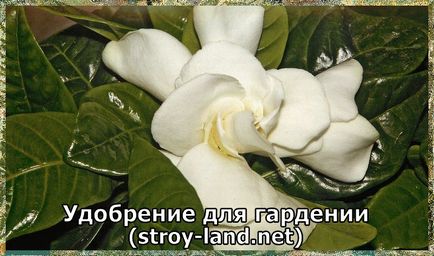 Gardenia - ellátás az otthoni (feltételek) Gardenia - otthoni gondozást