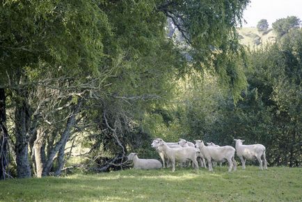 În cazul în care pentru a trage - hobbit - și - Lordul de inele, mai proaspăt - cel mai bun Runet pentru a doua zi!