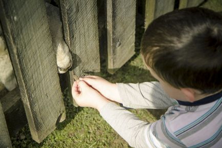 În cazul în care pentru a trage - hobbit - și - Lordul de inele, mai proaspăt - cel mai bun Runet pentru a doua zi!