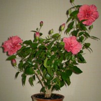 Hibiscus în viața de zi cu zi este numit un trandafir chinezesc