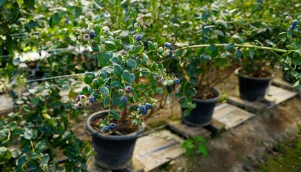 Gradina de afine, cum să plantezi, să crești și să se înmulțească, soiurile de fertilizare și fertilizarea plantelor pe