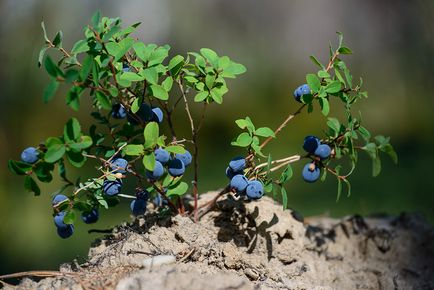 Gradina de afine, cum să plantezi, să crești și să se înmulțească, soiurile de fertilizare și fertilizarea plantelor pe