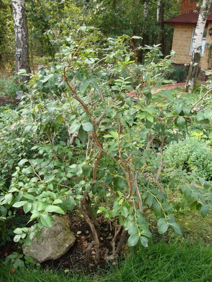 Gradina de afine, cum să plantezi, să crești și să se înmulțească, soiuri de fertilizare și fertilizarea plantelor pe