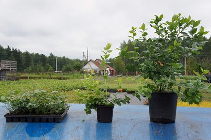 Лохина садова, як садити, вирощувати і розмножити, сорти підгодівля і добриво рослини на