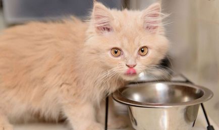 Грандорф для кішок (50 фото) який склад, корми класу холістік, для стерилізованих кошенят, відгуки