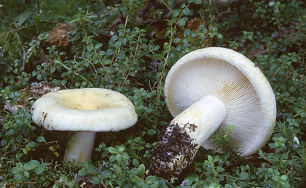 Ciuperci ciuperci (negru, alb, real) - fotografie, descriere