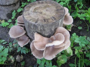 Ciuperci de cultivare a ciupercilor de ciuperci, îngrijire și recoltare corectă