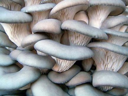 Ciuperci de cultivare a ciupercilor de ciuperci, îngrijire și recoltare corectă