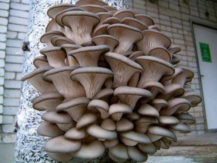Ciupercile de ciuperci de stridii care cresc, se ingrijesc si se recolteaza corect