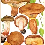 Descrierea și rețeta ciupercii de ciuperci
