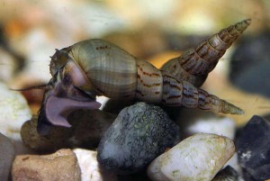 Földi akváriumi csigák Melania