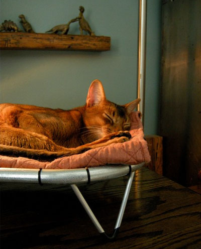 Ötletek a belső, ahol él egy macska vintage ágy macskák, kiscicák és függőágy ágy
