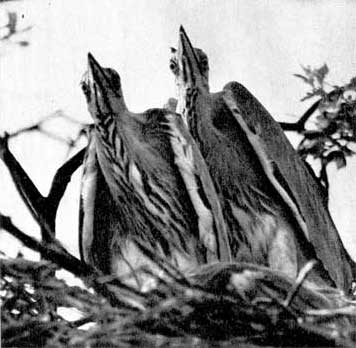 Enciclopedie ilustrată a păsărilor (hanzak yang)