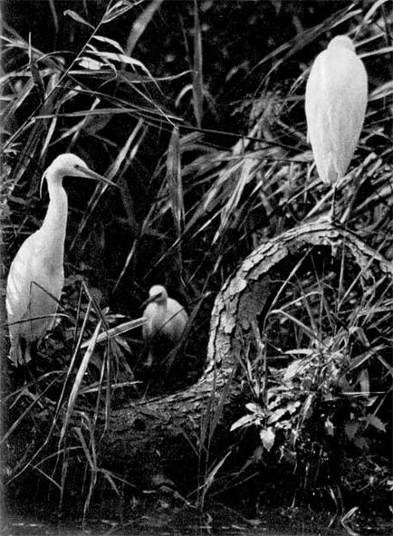 Az Illustrated Encyclopedia of Birds (ganzak jang) (gerjesztés madár Shih Roco) A Illustrated Encyclopedia of Madarak (ganzak Yang)
