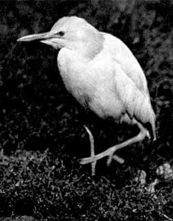 Az Illustrated Encyclopedia of Birds (ganzak jang) (gerjesztés madár Shih Roko felfedés) A Illustrated Encyclopedia of Madarak (ganzak Yang)