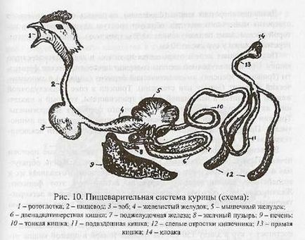 Caracteristicile interioare ale unei păsări