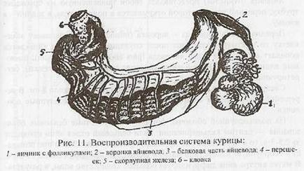 Caracteristicile interioare ale unei păsări