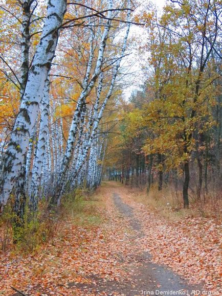 Zone interesante Kharkiv Dokuchaevsky iaz și parcul dendrologic