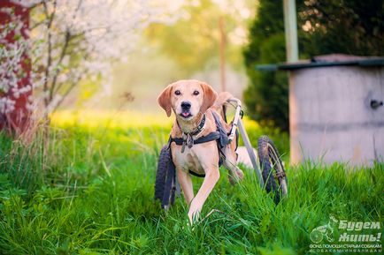 Інвалідні коляски для собак огляд і поради - зооінформ-сіті