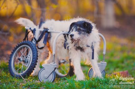 Інвалідні коляски для собак огляд і поради - зооінформ-сіті