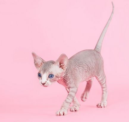 Származás - kopasz - macska! Említés szőrtelen macskák eredete, amennyire vissza