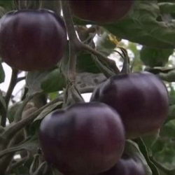 Ізраїльські селекціонери представили новий сорт вугільно-чорних томатів - agroxxi