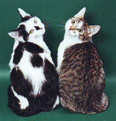 .ro • Vezi subiect - European shorthair cat