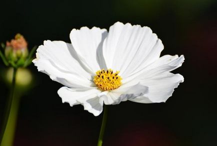 Plantare elegantă și simplă cosmetologică, în creștere, lăsând fotografie de flori