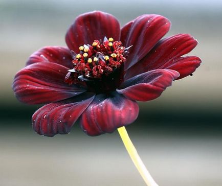 Plantare elegantă și simplă cosmetologică, în creștere, lăsând fotografie de flori