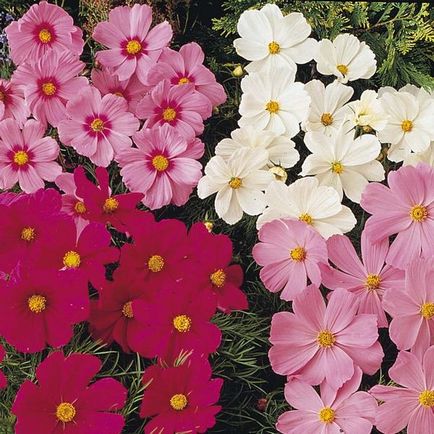 Plantare elegantă și simplă cosmetologică, în creștere, lăsând fotografie de flori