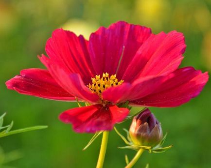 Plantare elegantă și simplă cosmetologică, în creștere, lăsând fotografie de flori