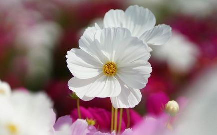 Plantare elegantă și simplă cosmetologică, în creștere, lăsând fotografie de flori