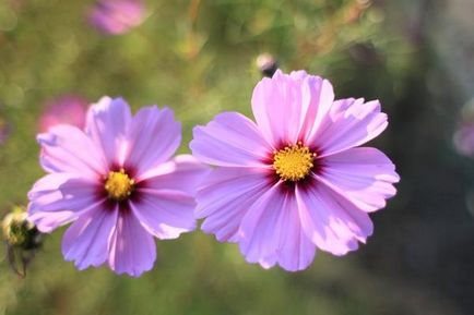 Plantare elegantă și simplă cosmetologică, în creștere, lăsând fotografie de flori