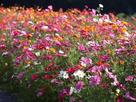 Plantare elegantă și simplă cosmetologică, în creștere, lăsând fotografie de flori