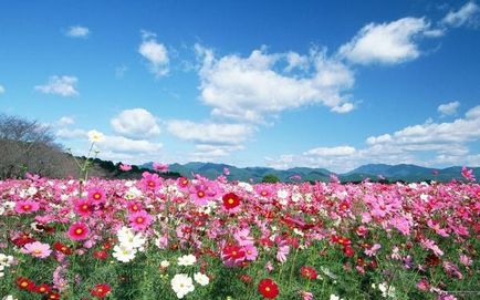 Plantare elegantă și simplă cosmetologică, în creștere, lăsând fotografie de flori