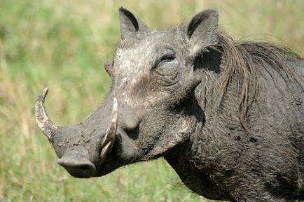 Boar Warthog