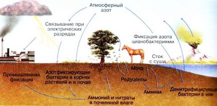 Як бактерії поліпшують рослини, насичуючи ґрунт азотом