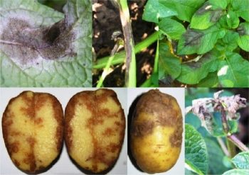 Cum să facem față cu phytophthora pe simptomele bolii de cartofi decât să procesăm